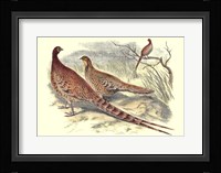Pheasant Varieties VI Fine Art Print