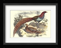 Pheasant Varieties VII Fine Art Print