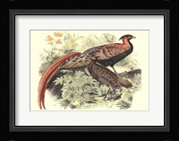 Pheasant Varieties VIII Fine Art Print