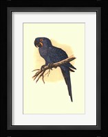 Hyacinthine Macaw Fine Art Print