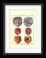 Sand Dollars I Fine Art Print