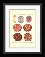 Sand Dollars II Fine Art Print