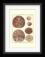Sand Dollars III Fine Art Print