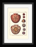 Sand Dollars IV Fine Art Print