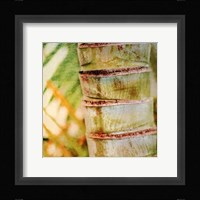 Tropical Texture II Framed Print