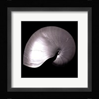 Nautilus Twin I Framed Print