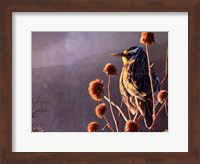 Meadowlark Fine Art Print