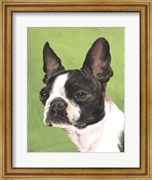 Dog Portrait-Boston Fine Art Print