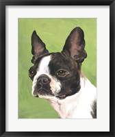 Dog Portrait-Boston Fine Art Print