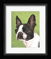 Dog Portrait-Boston Framed Print