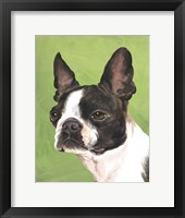 Dog Portrait-Boston Fine Art Print