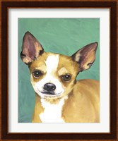 Dog Portrait-Chihuahua Fine Art Print