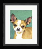Dog Portrait-Chihuahua Framed Print