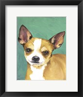 Dog Portrait-Chihuahua Framed Print