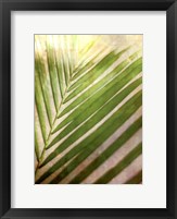 Elegant Frond II Fine Art Print