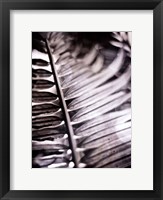 Silvery Frond I Fine Art Print