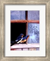 Barn Swallows Window Fine Art Print