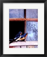 Barn Swallows Window Fine Art Print