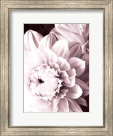 B&W Dahlias I Fine Art Print