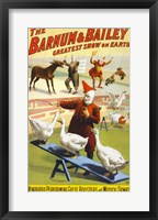 The Barnum & Bailey Performing Geese, Roosters and Musical Donkey Framed Print