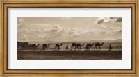 Egyptian Camel Transport Fine Art Print