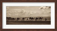Egyptian Camel Transport Fine Art Print