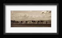Egyptian Camel Transport Fine Art Print