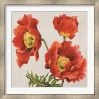 Poppies on Silk Fine Art Print