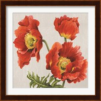 Poppies on Silk Fine Art Print