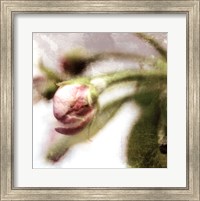 Apple Blossom III Fine Art Print