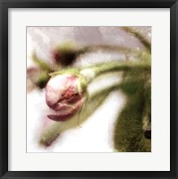 Apple Blossom III Fine Art Print