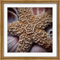 Macro Shells I Fine Art Print