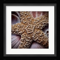 Macro Shells I Framed Print