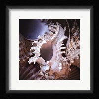 Macro Shells II Fine Art Print