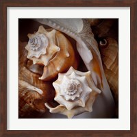 Macro Shells III Fine Art Print