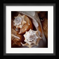 Macro Shells III Fine Art Print