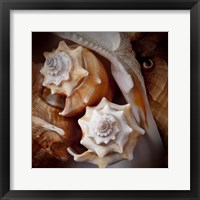Macro Shells III Fine Art Print
