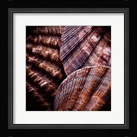 Macro Shells V Fine Art Print