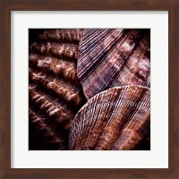 Macro Shells V Fine Art Print