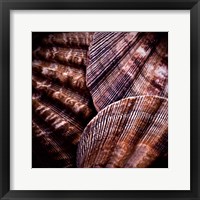 Macro Shells V Fine Art Print