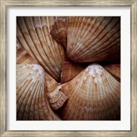 Macro Shells VI Fine Art Print