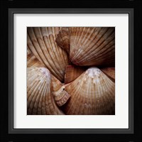 Macro Shells VI Fine Art Print
