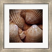 Macro Shells VI Fine Art Print