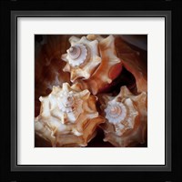 Macro Shells VII Fine Art Print