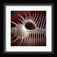Macro Shells VIII Fine Art Print