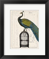 Peacock Birdcage II Fine Art Print