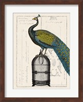 Peacock Birdcage II Fine Art Print