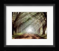 Evergreen Plantation B Fine Art Print