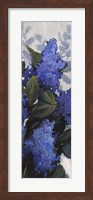 Lilac Spray II Fine Art Print