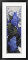 Lilac Spray II Fine Art Print